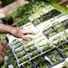 Fresh plants are bought at the Cobblestone Farm Farmers Market on Tuesday, May 21. Daniel Brenner I AnnArbor.com